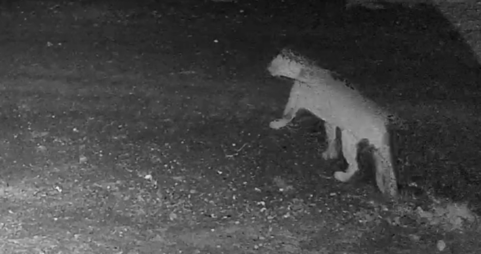 VIDEO | Captan a puma merodeando por calles de El Barrial, Santiago, Nuevo León