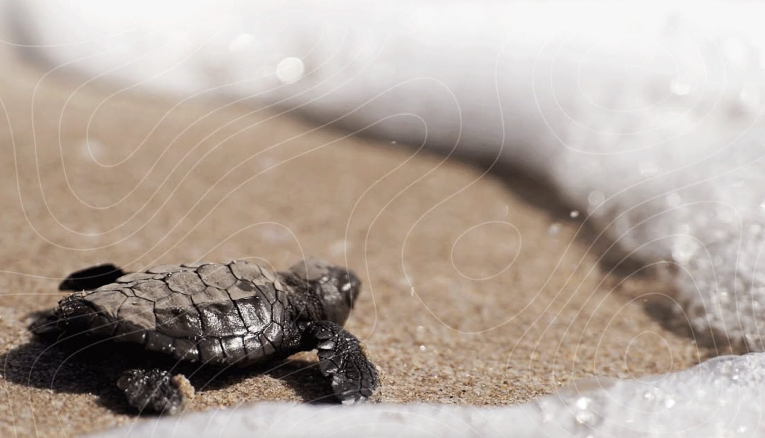 Tamaulipas realiza primera liberación pública de tortuga lora