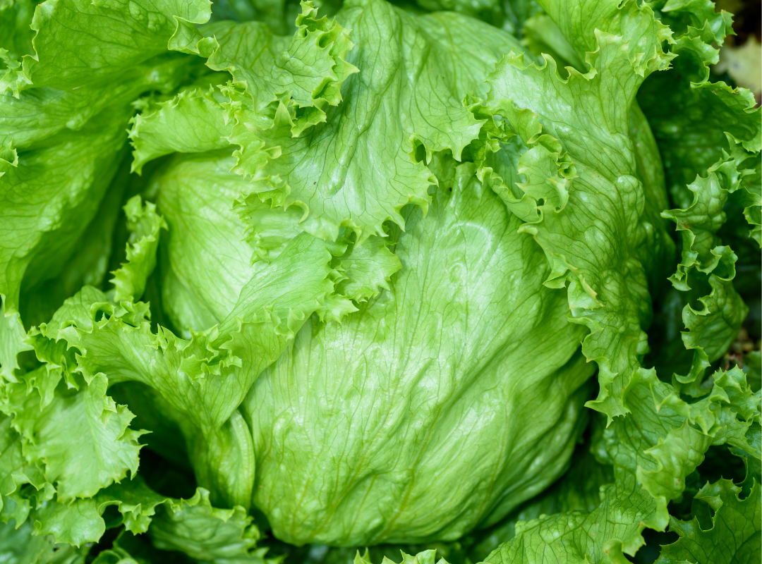 Alerta sanitaria: Investigan lechuga mexicana por brote de “diarrea explosiva” en EU