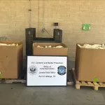 Decomisan 15 mdd de metanfetamina que venía en cargamento de apio procedente de Reynosa