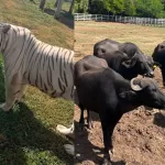Decomisan 130 animales exóticos en Tamaulipas