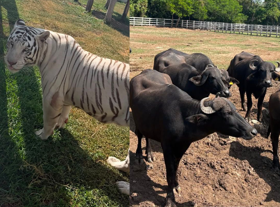 Decomisan 130 animales exóticos en Tamaulipas