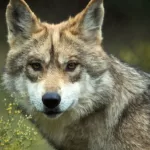 Trump va contra la protección del lobo gris mexicano