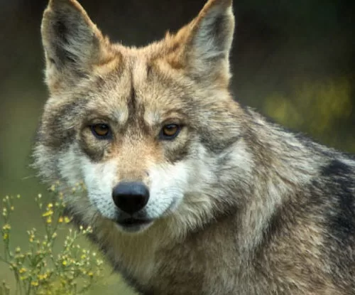 Trump va contra la protección del lobo gris mexicano